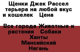 Щенки Джек Рассел терьера на любой вкус и кошелек › Цена ­ 13 000 - Все города Животные и растения » Собаки   . Ханты-Мансийский,Нягань г.